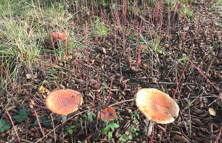 Natuurhuisje in Sinderen