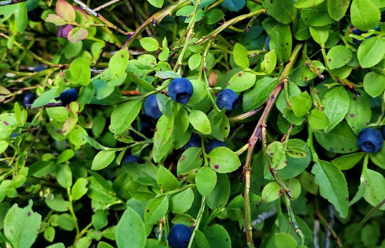 Natuurhuisje in Mullhyttan