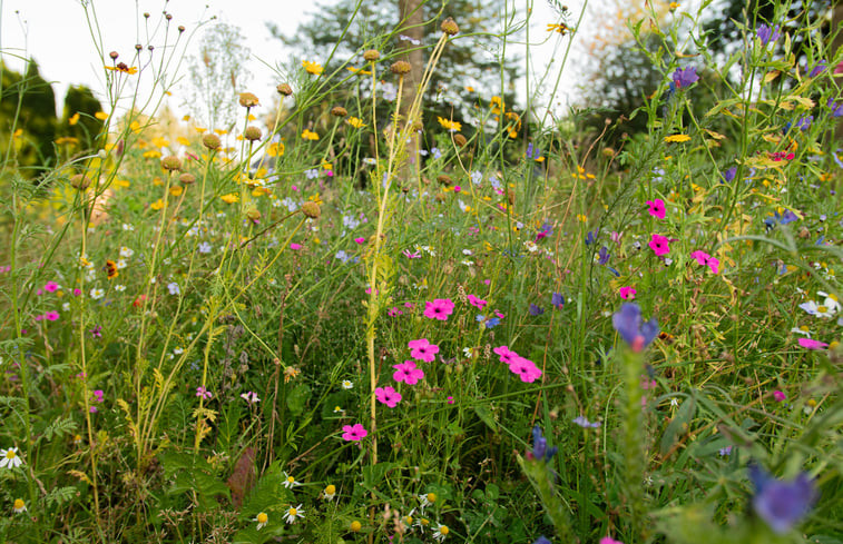 Natuurhuisje in Collendoorn