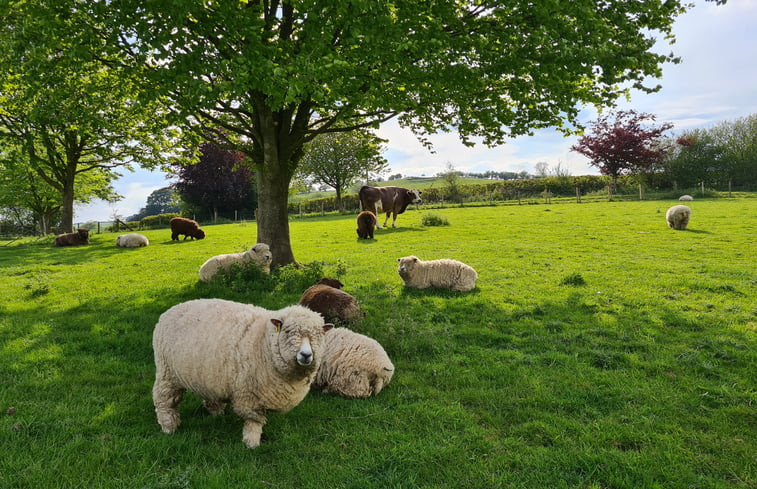 Natuurhuisje in knighton