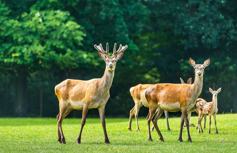 Natuurhuisje in Terwolde