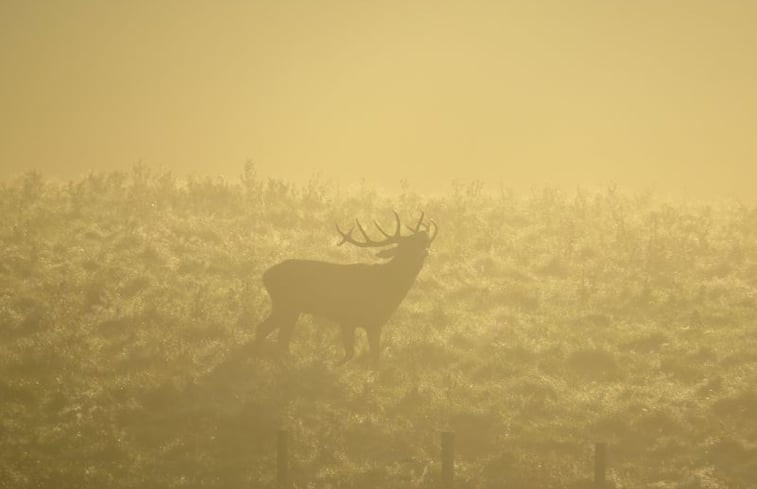 Natuurhuisje in Tailles