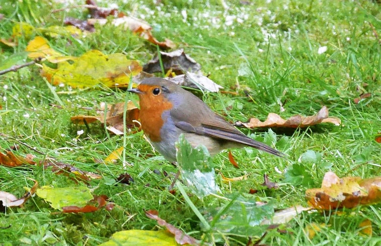 Natuurhuisje in Harfsen