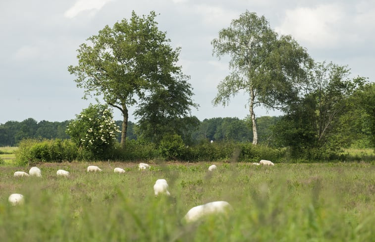 Natuurhuisje in Anderen