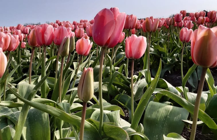 Natuurhuisje in Breezand