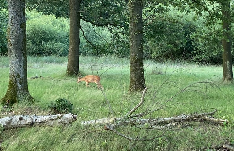 Natuurhuisje in Dwingeloo