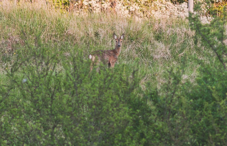 Natuurhuisje in Scheulder