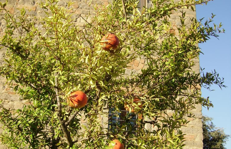 Natuurhuisje in chianni