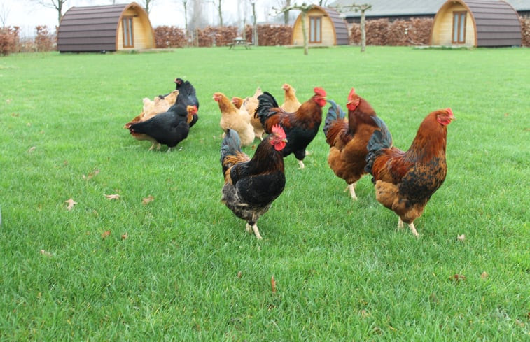 Natuurhuisje in Terheijden