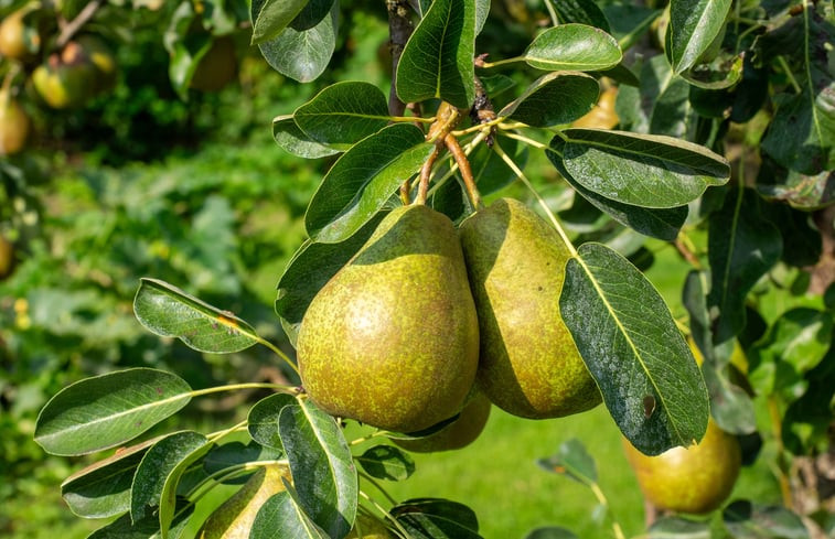 Natuurhuisje in Twello