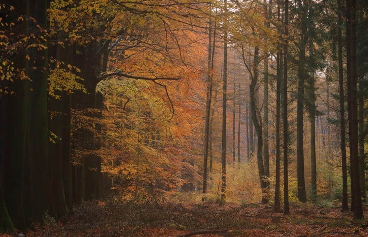 Natuurhuisje in Losser