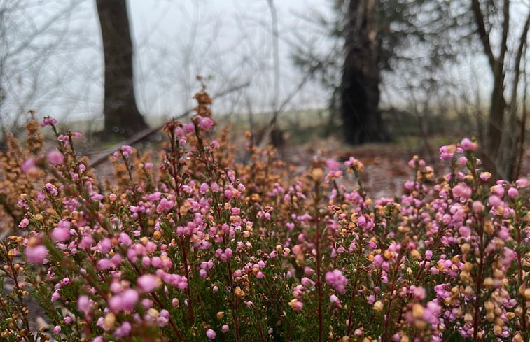 Natuurhuisje in Papenvoort