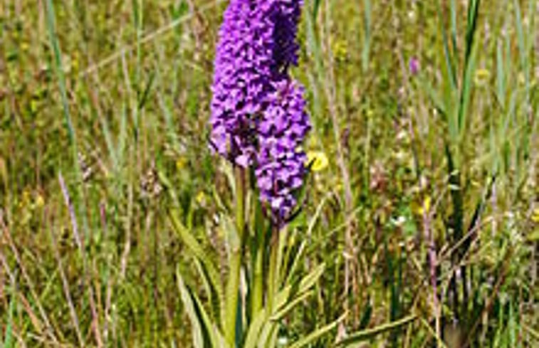 Natuurhuisje in PERN