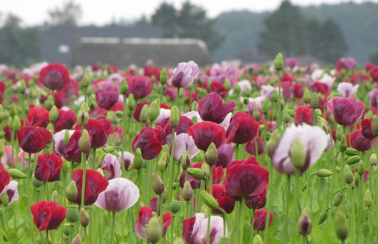 Natuurhuisje in Vledderveen