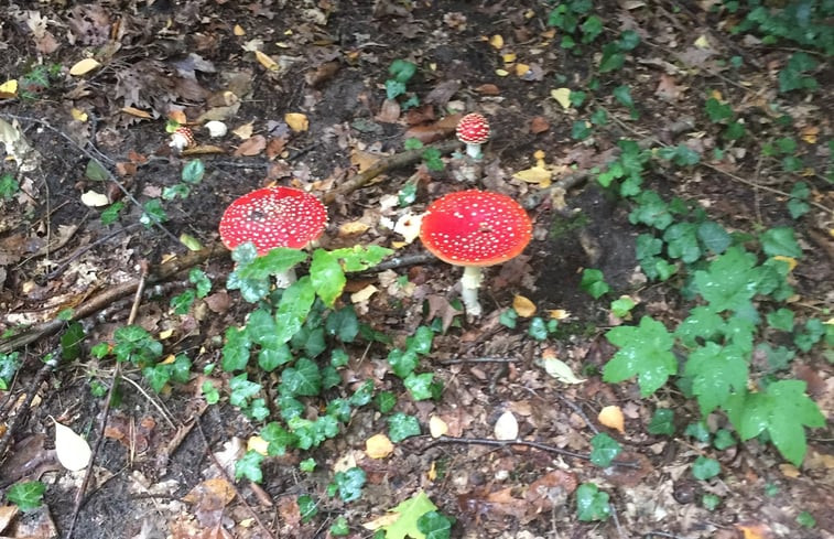 Natuurhuisje in Gellik