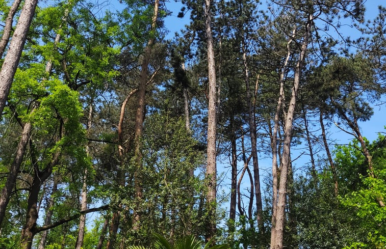 Natuurhuisje in Holten