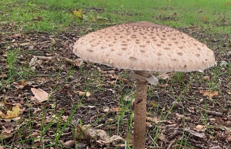 Natuurhuisje in Etten Leur