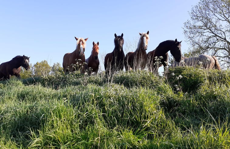 Natuurhuisje in Oostburg