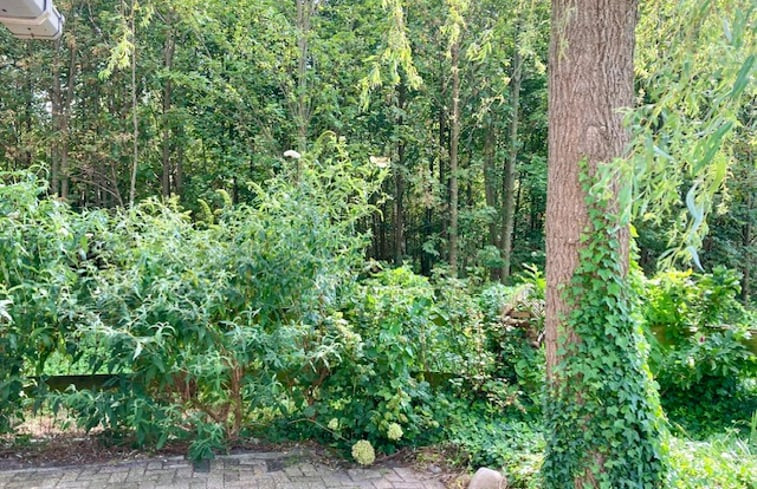 Natuurhuisje in Hollandscheveld