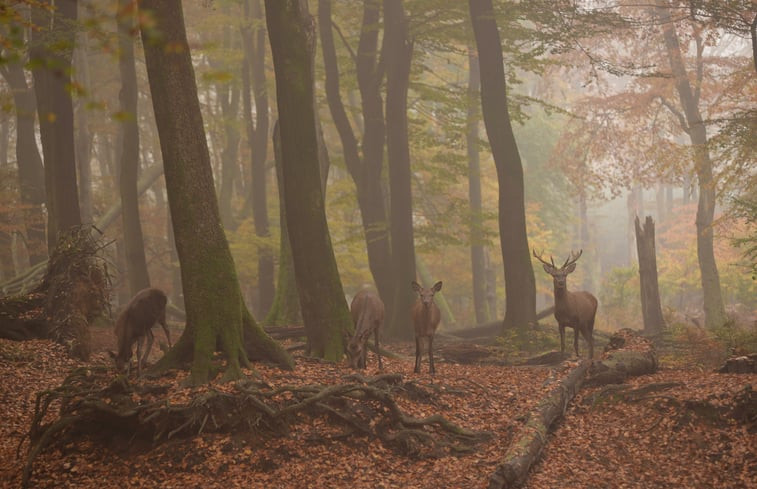 Natuurhuisje in Wissel bij Epe