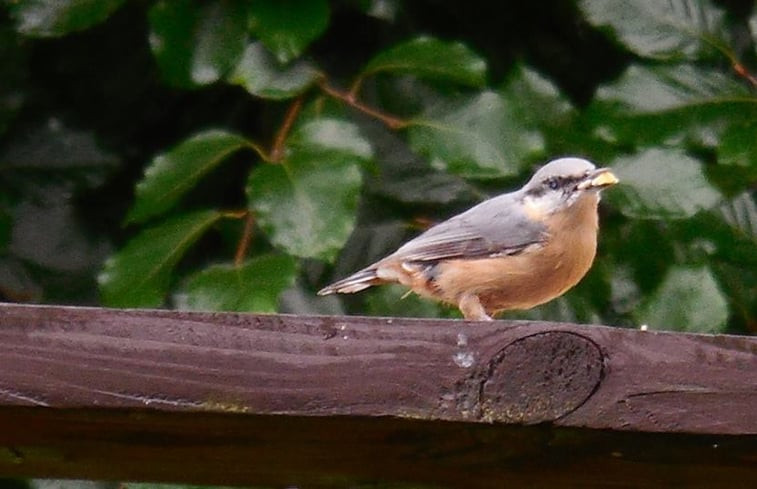 Natuurhuisje in Laforêt (Vresse-sur-Semois)