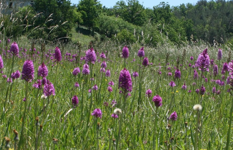 Natuurhuisje in cezac