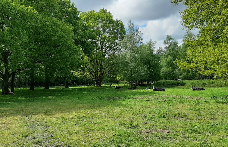 Natuurhuisje in Haren