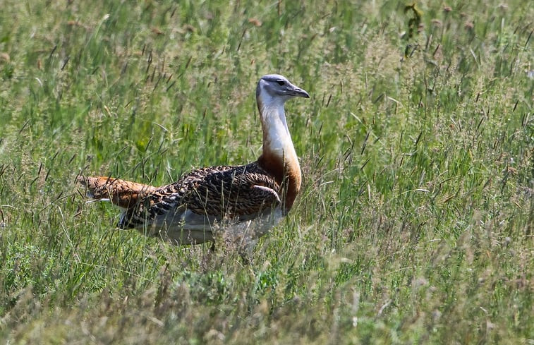 Natuurhuisje in Tiszagyenda