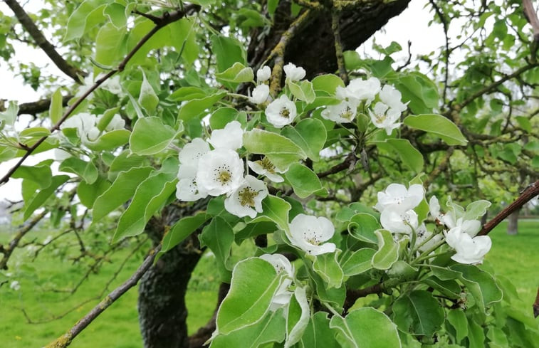 Natuurhuisje in Hem