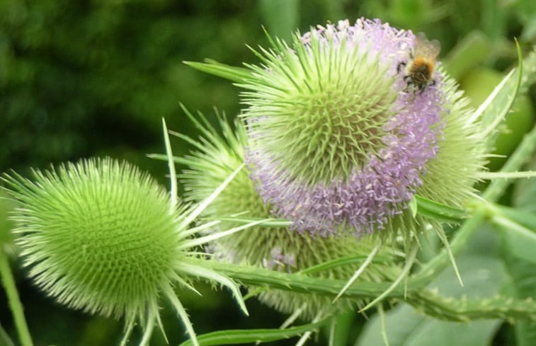 Natuurhuisje in Relsberg