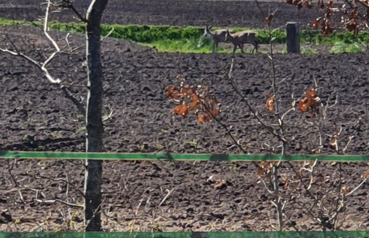 Natuurhuisje in Vriescheloo