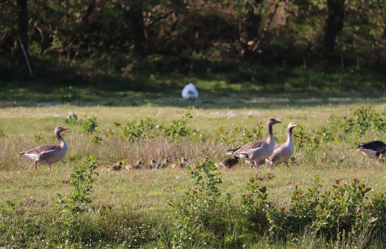 Natuurhuisje in Renesse