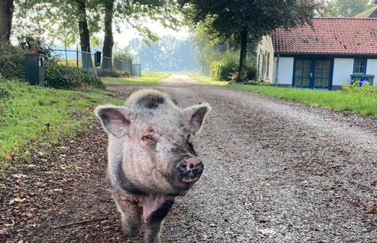 Natuurhuisje in Merselo