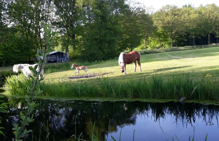 Natuurhuisje in Bakkeveen