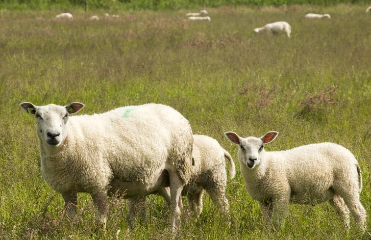 Natuurhuisje in Anderen