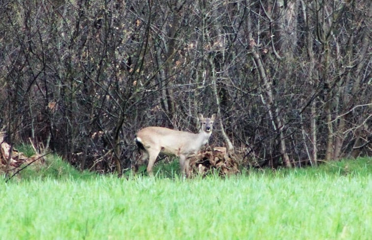 Natuurhuisje in Wapserveen