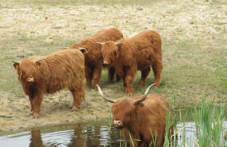 Natuurhuisje in Boijl