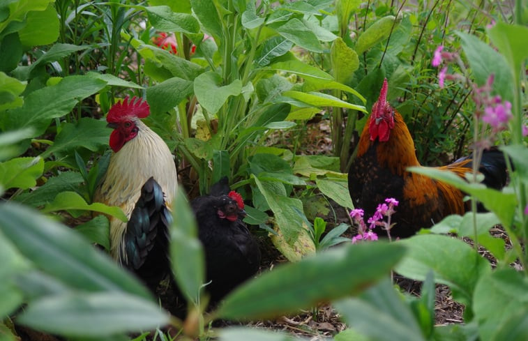 Natuurhuisje in Ambt Delden