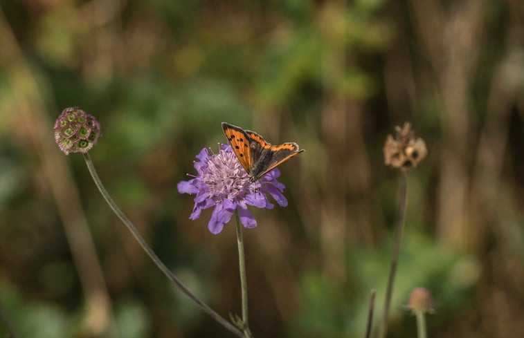 Natuurhuisje in Epe