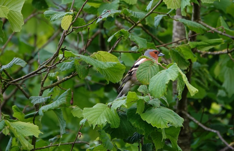 Natuurhuisje in Vriezenveen