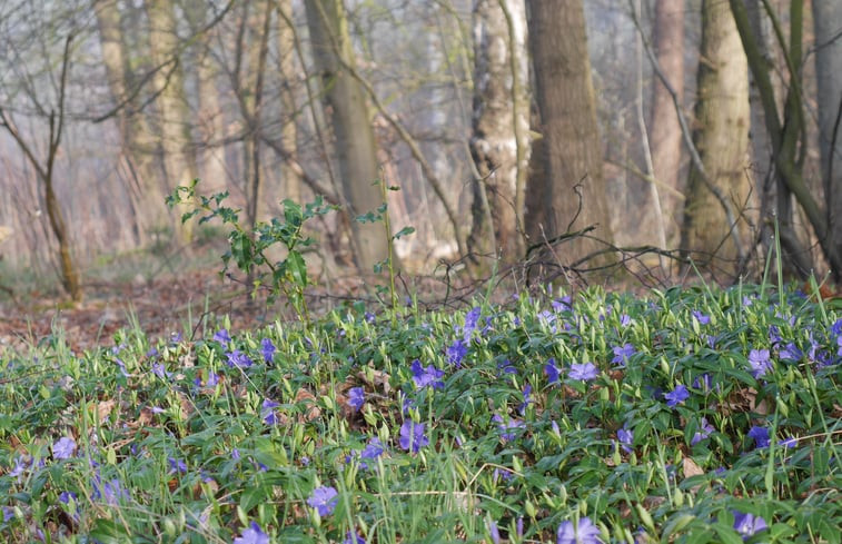 Natuurhuisje in Harfsen