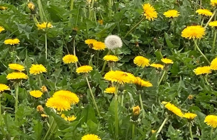 Natuurhuisje in Putten