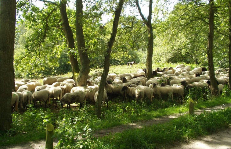 Natuurhuisje in Norg