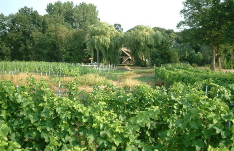 Natuurhuisje in Winterswijk Kotten