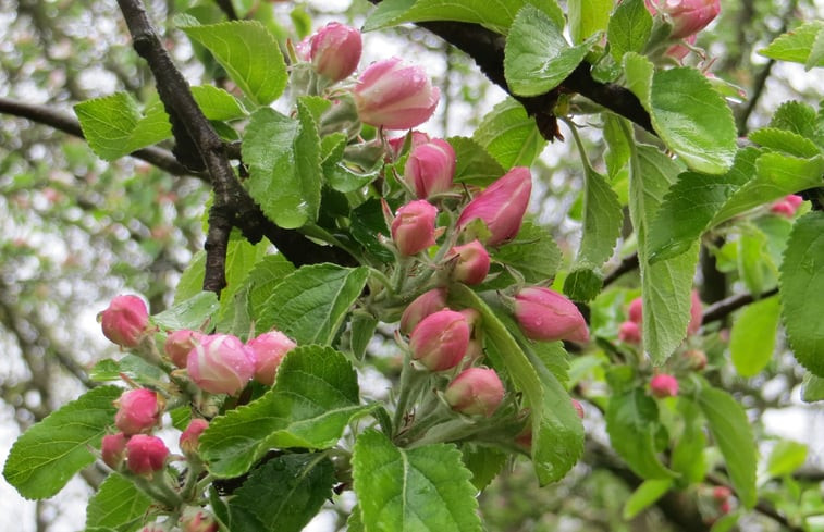 Natuurhuisje in Maarsbergen