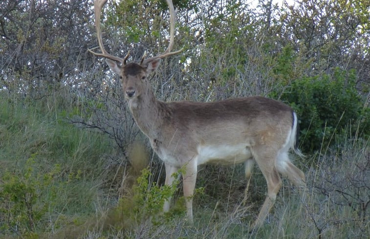 Natuurhuisje in Burgh-Haamstede