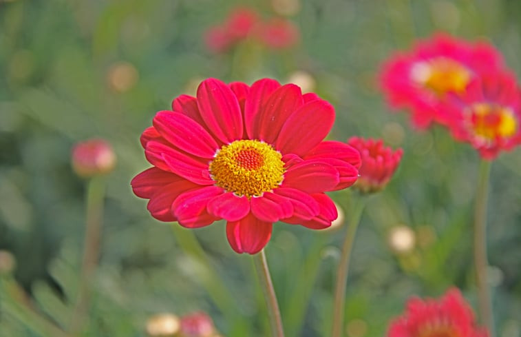 Natuurhuisje in Warmenhuizen