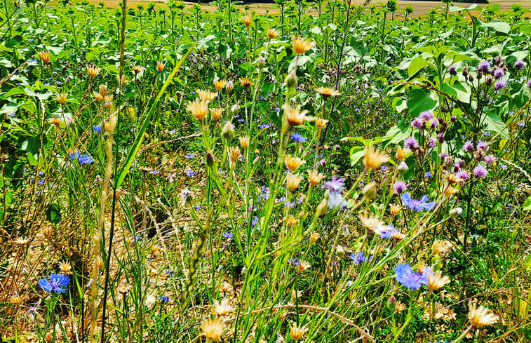 Natuurhuisje in Sougeres en Puisaye