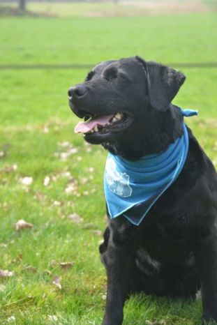 Coolpets cooling bandana hond L 60x60cm