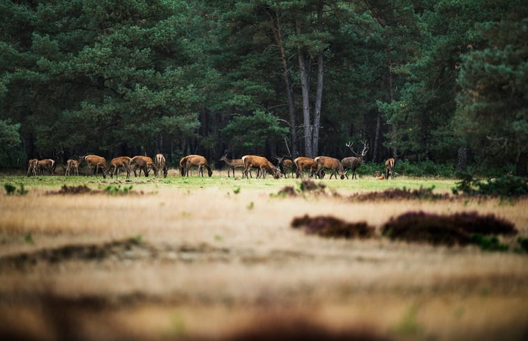 Natuurhuisje in Garderen